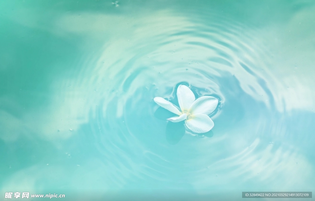 水中的白色花瓣动态循环素材