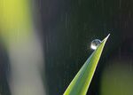雨中的植物近距离拍摄循环视频素
