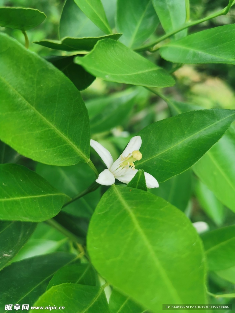 橘子花