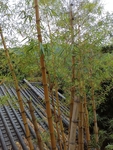 古建筑竹子图片