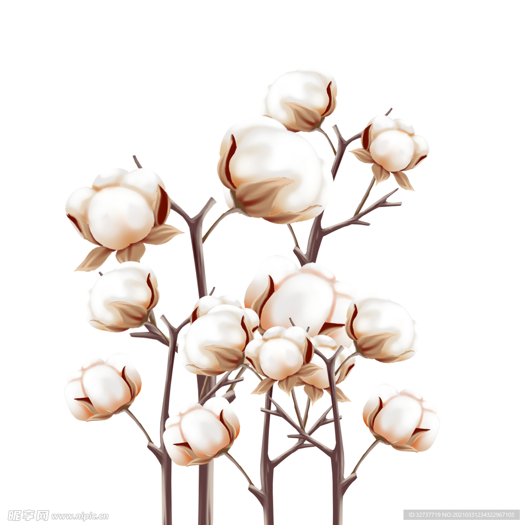 棉花插画植物元素