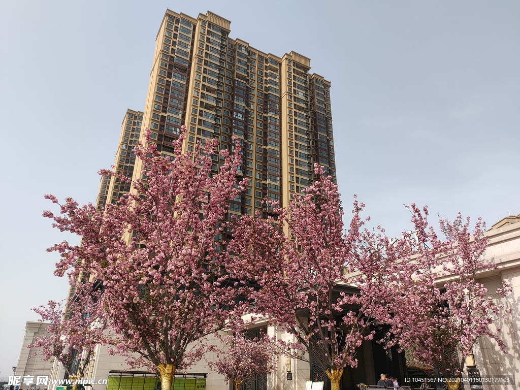 城市樱花树景观