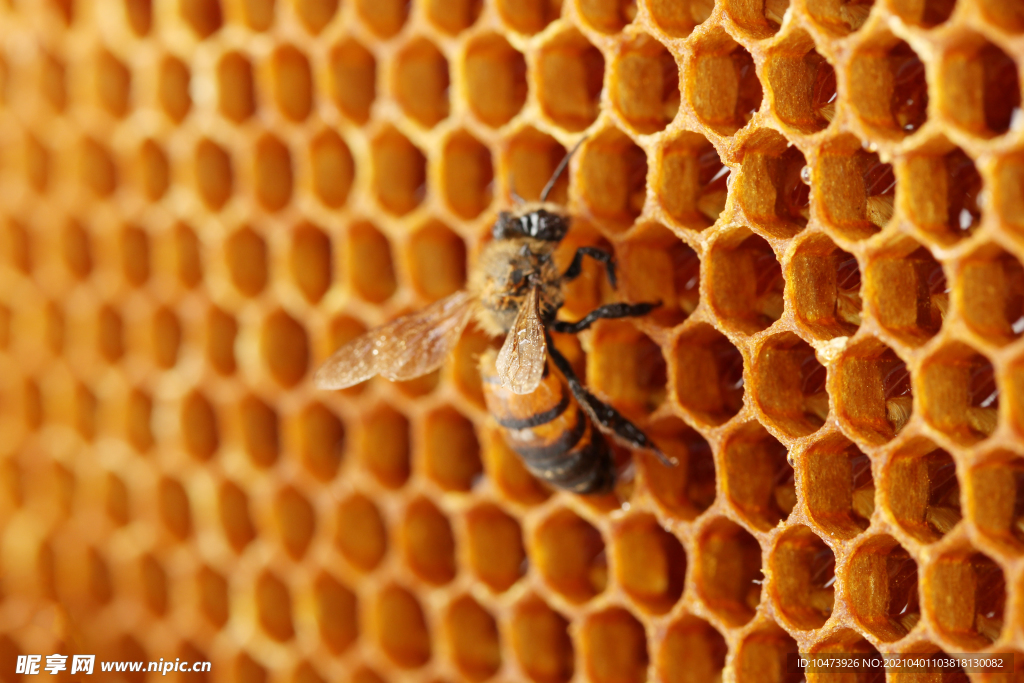 蜂巢上的蜜蜂图片