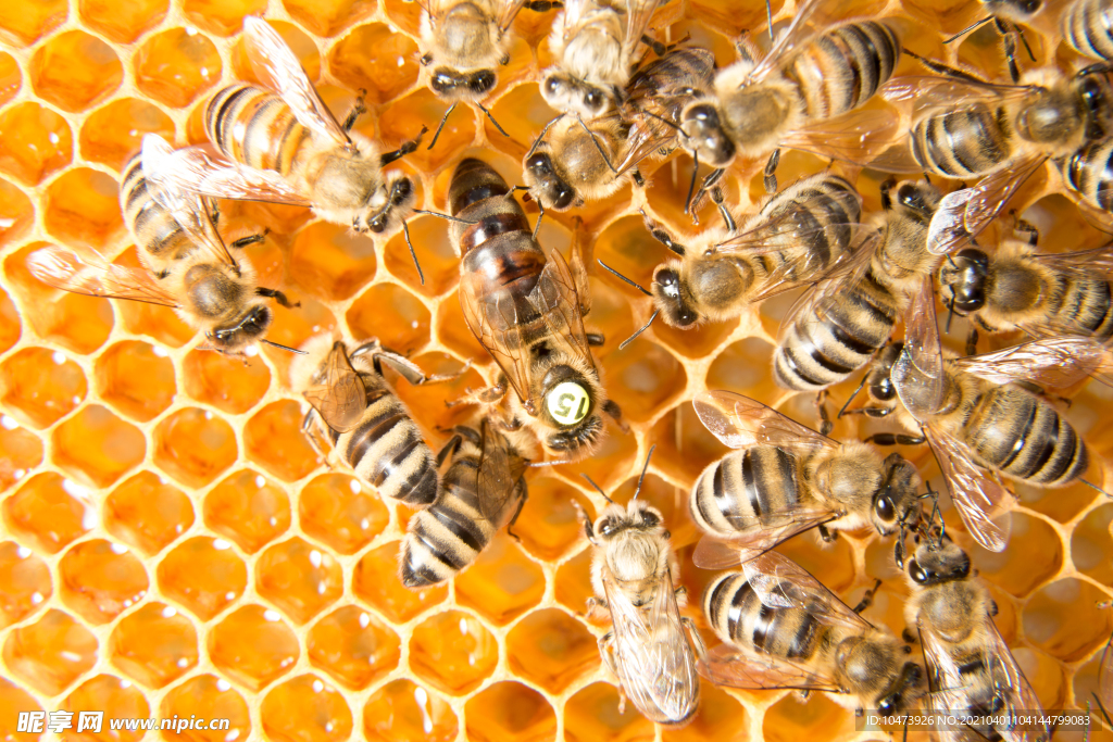 蜂巢上的一群蜜蜂