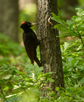 黑色啄木鸟图片
