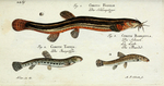 泥鳅鱼种类图片