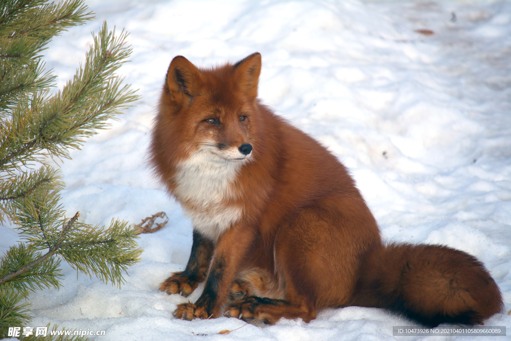 雪地里的红狐狸