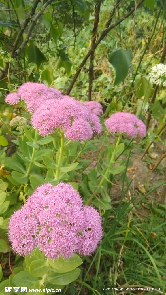 鮮花