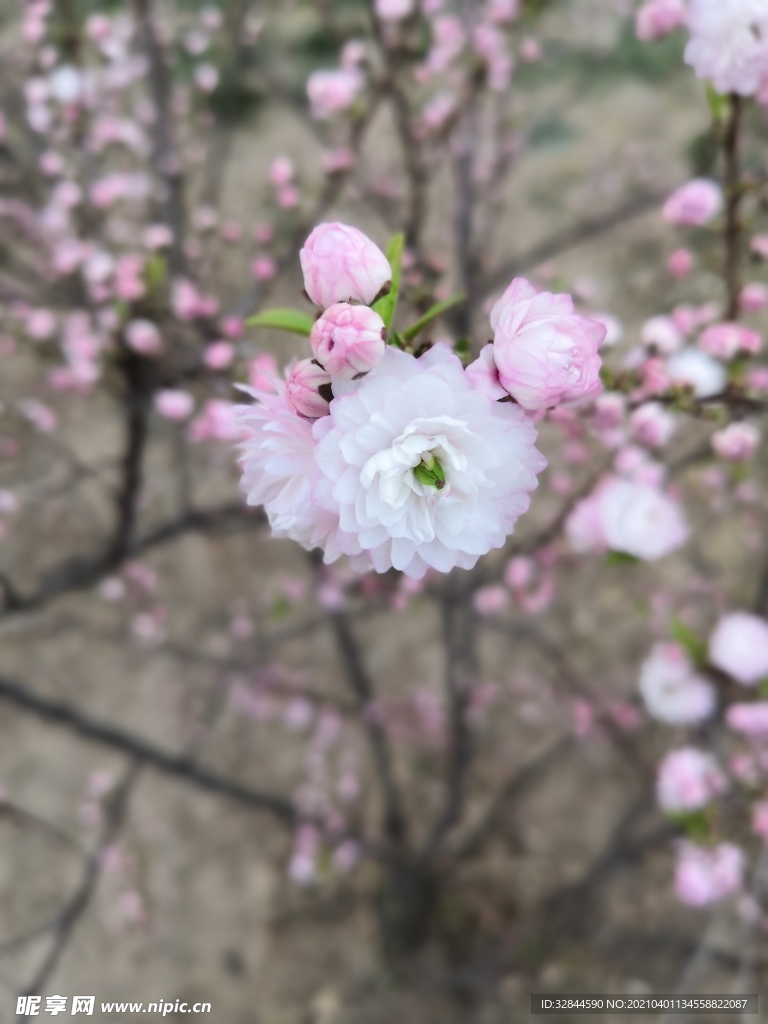 花卉