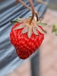 草莓 春天 红色 特写 水果