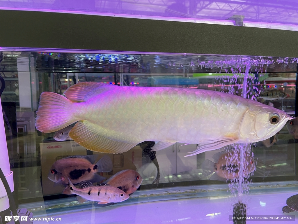 銀龍魚