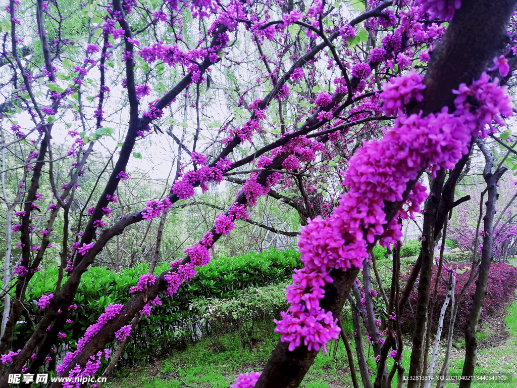 花卉