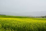 西藏风景油菜花