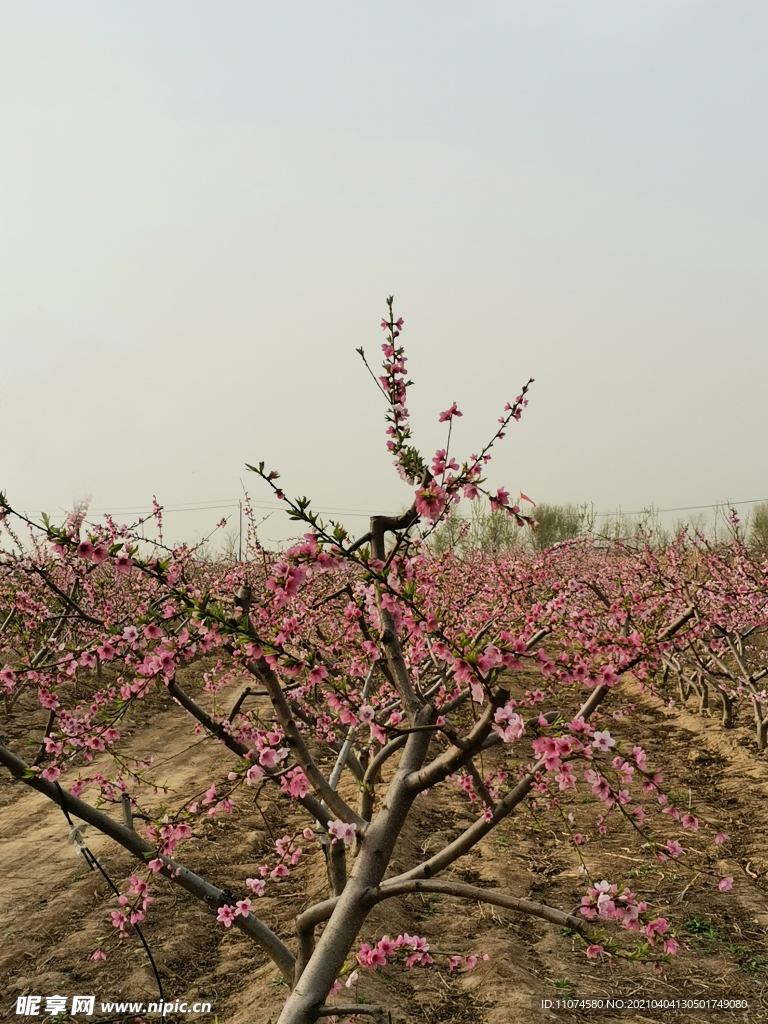 桃園 桃花
