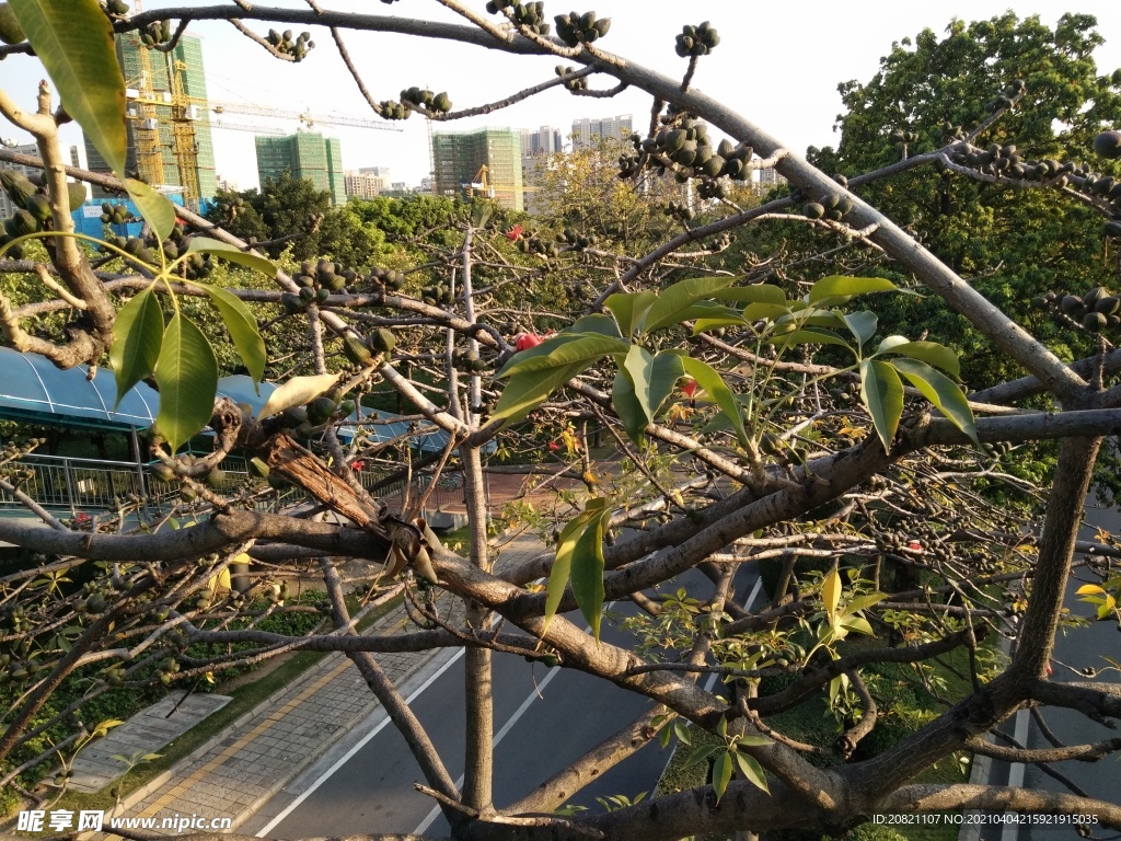 木棉花