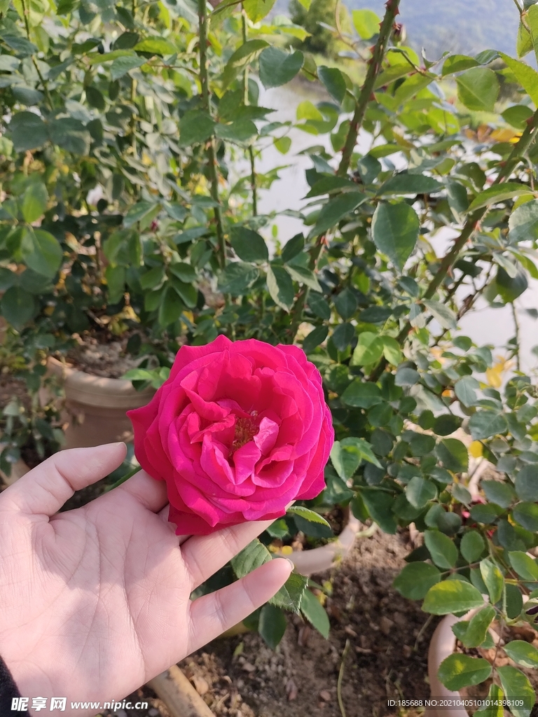 薔薇