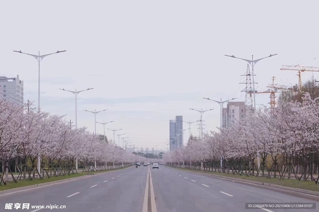 櫻花大道