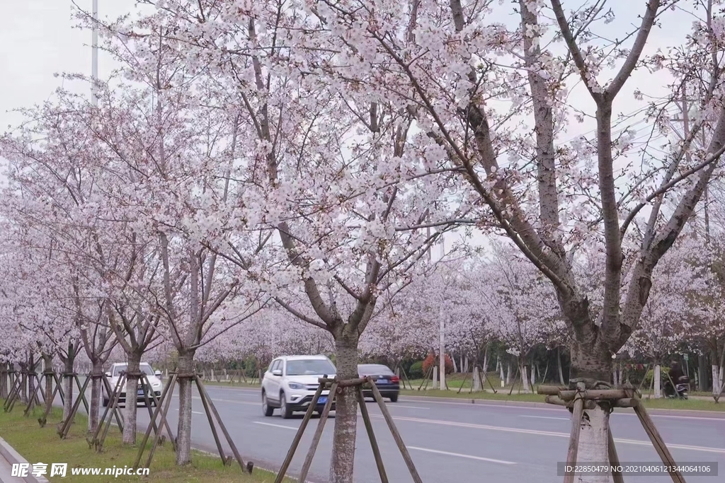 櫻花