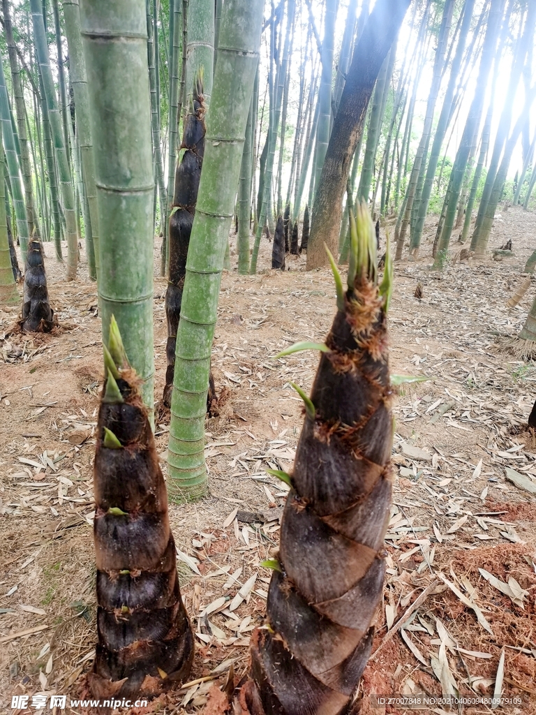 深山竹筍