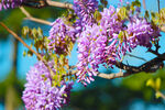 紫藤花 春暖花开