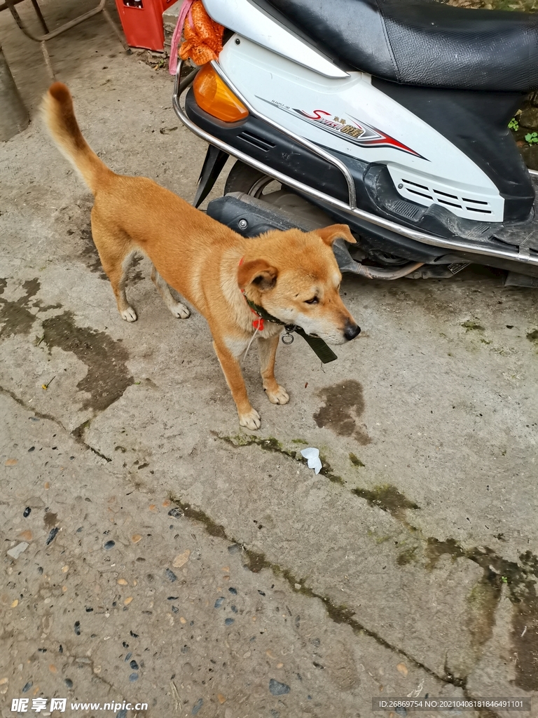 農村土狗