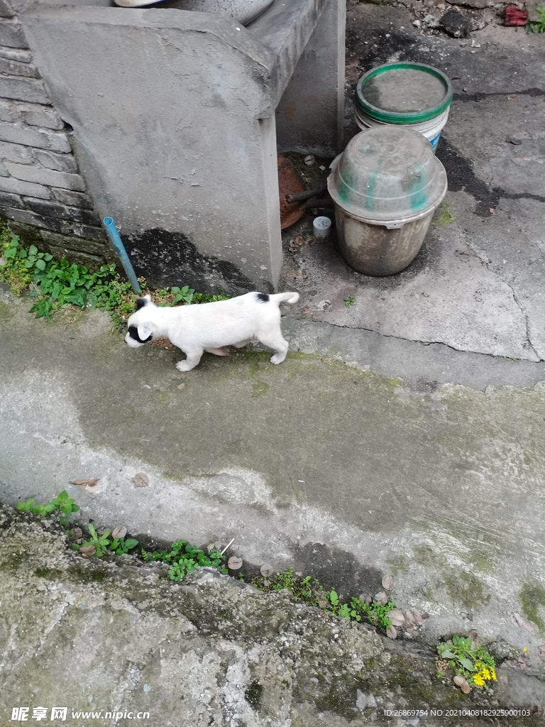 小白狗