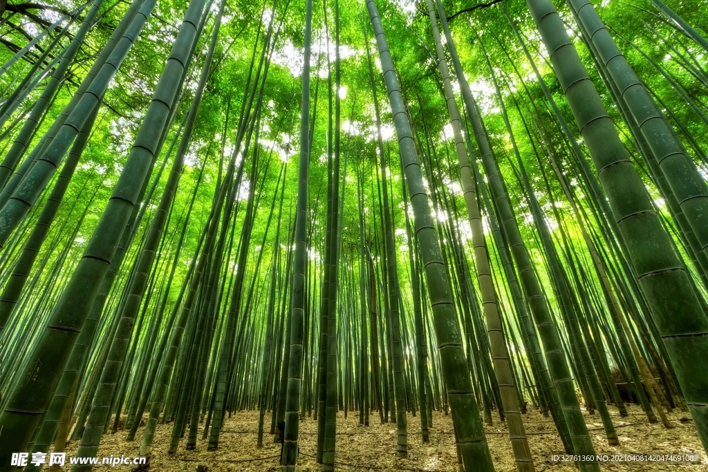 竹子竹林