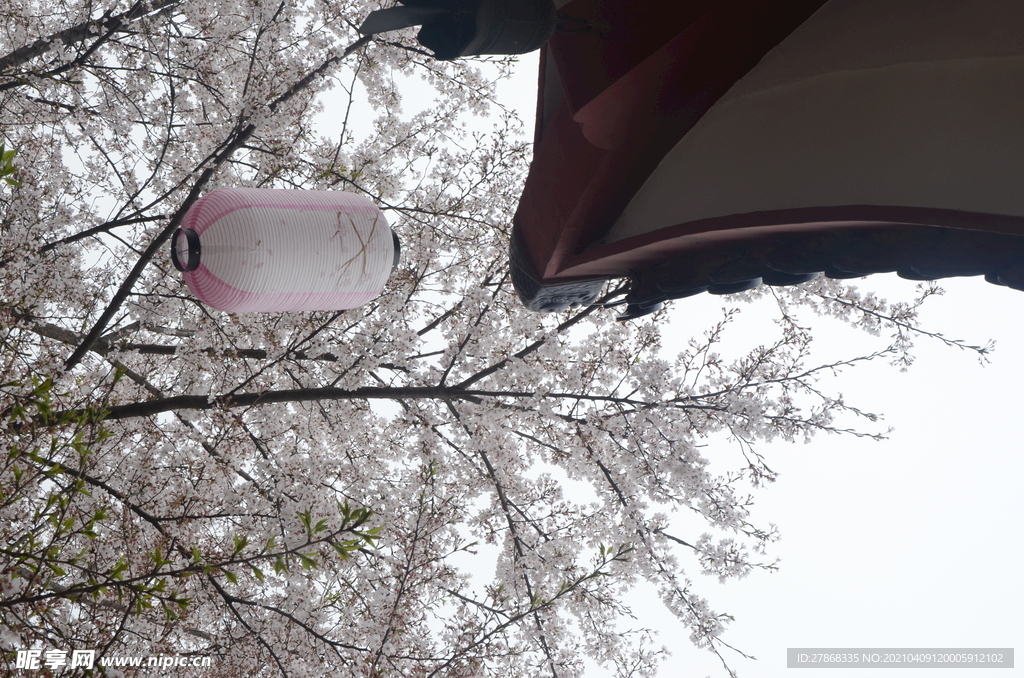櫻花屋檐