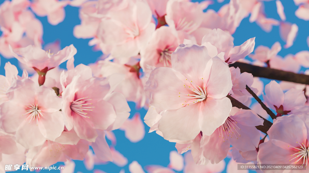 櫻花