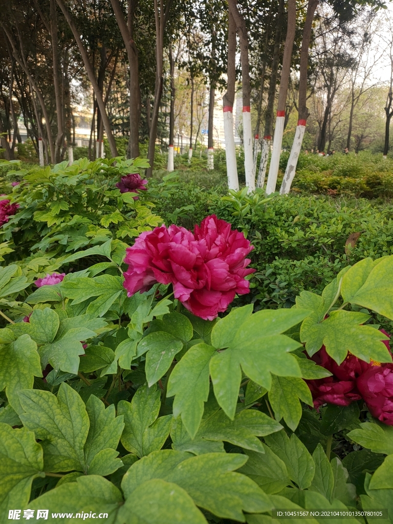 紅色牡丹