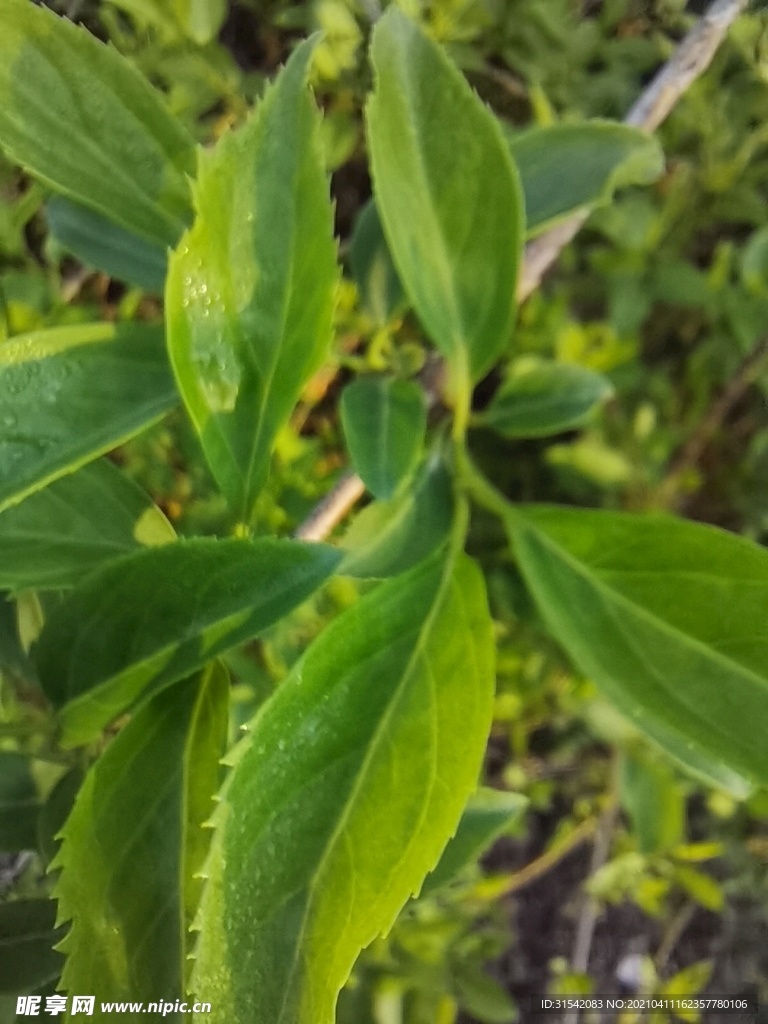 綠葉石楠