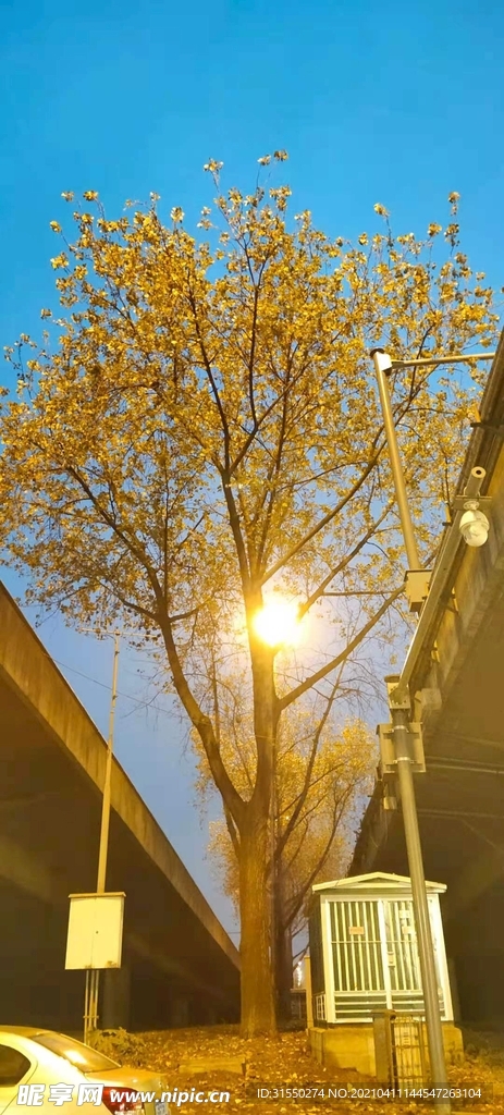 樹 風景