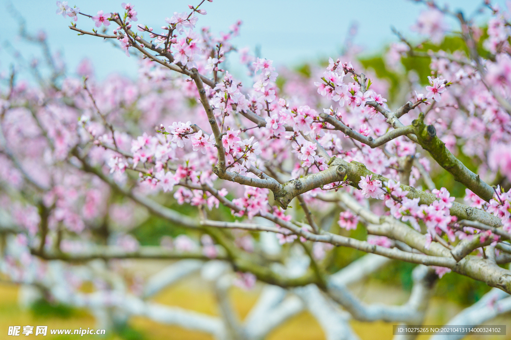 春天里的粉色桃花