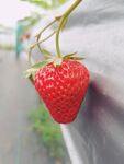 草莓 成熟 红色水果 酸甜