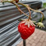 草莓 成熟 红色水果 酸甜