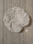 石膏制作而成的树叶化石