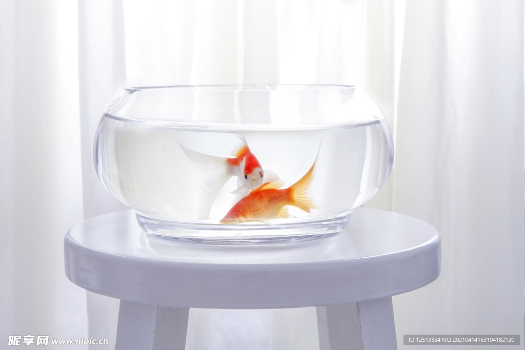金魚