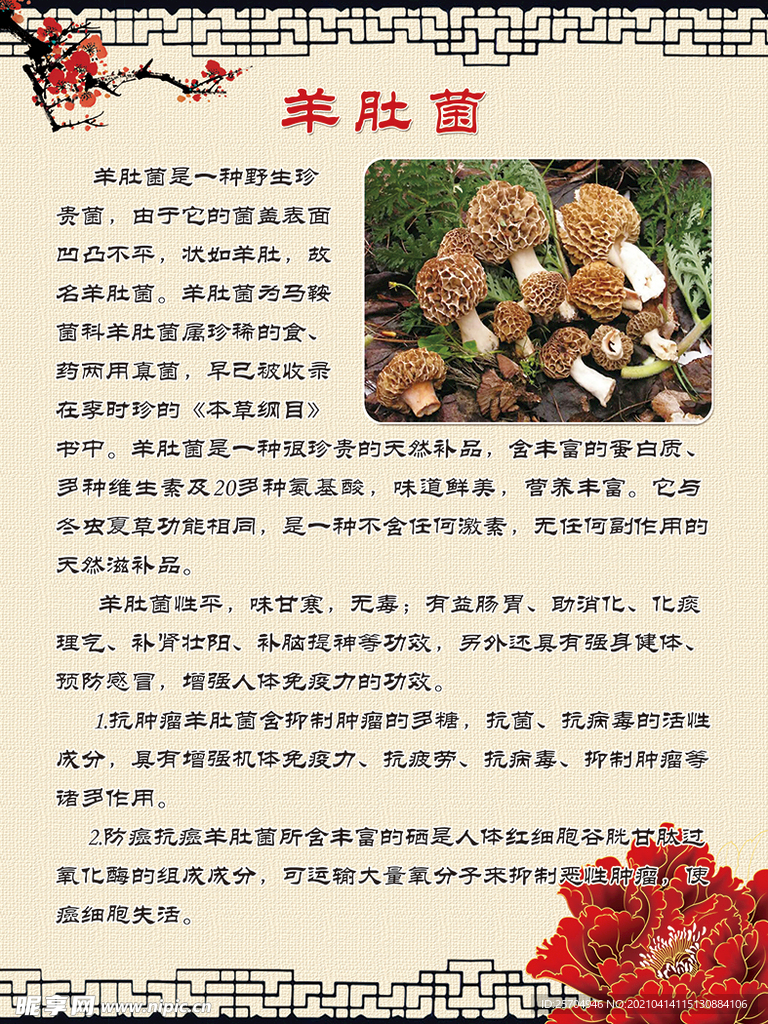羊肚菌