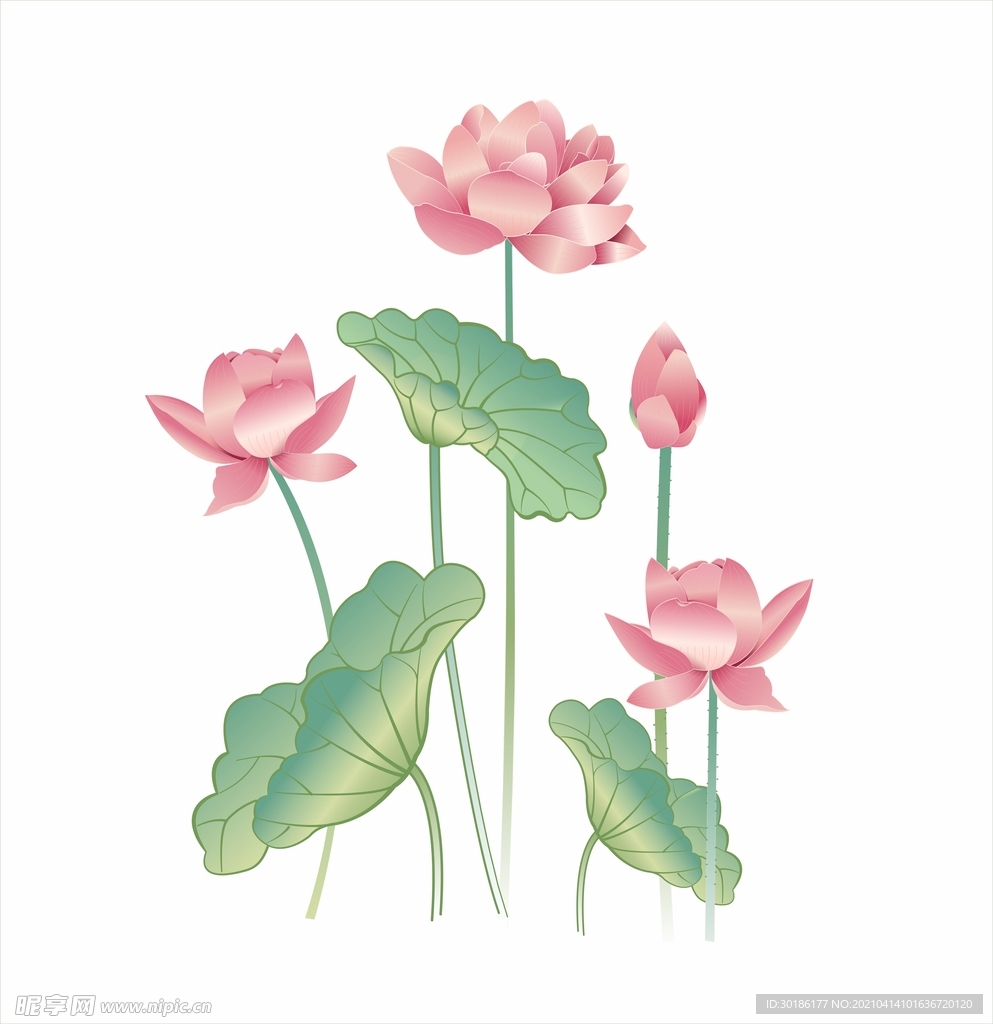 矢量蓮花