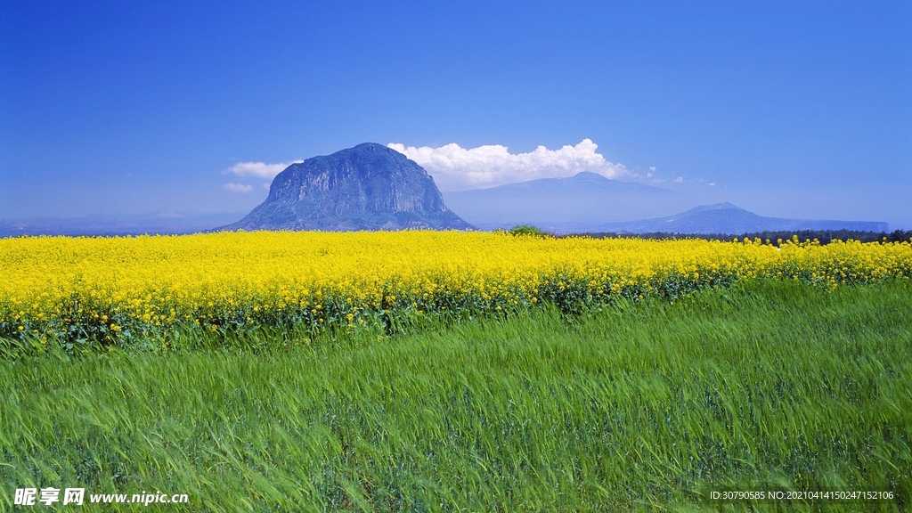 油菜花 田野