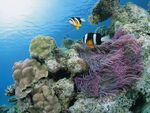 珊瑚礁 小丑鱼