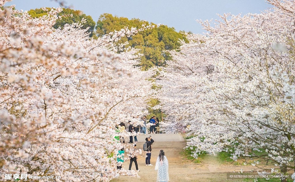 平壩櫻花