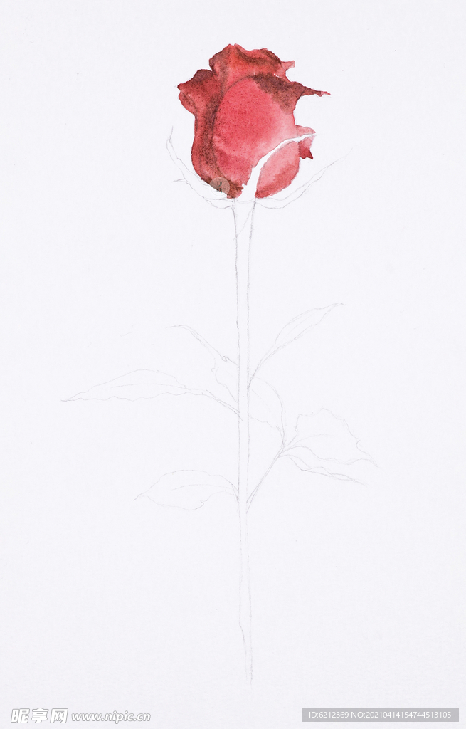 水彩花卉 红玫瑰绘画步骤