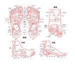 足疗足部足部穴位图足部结构