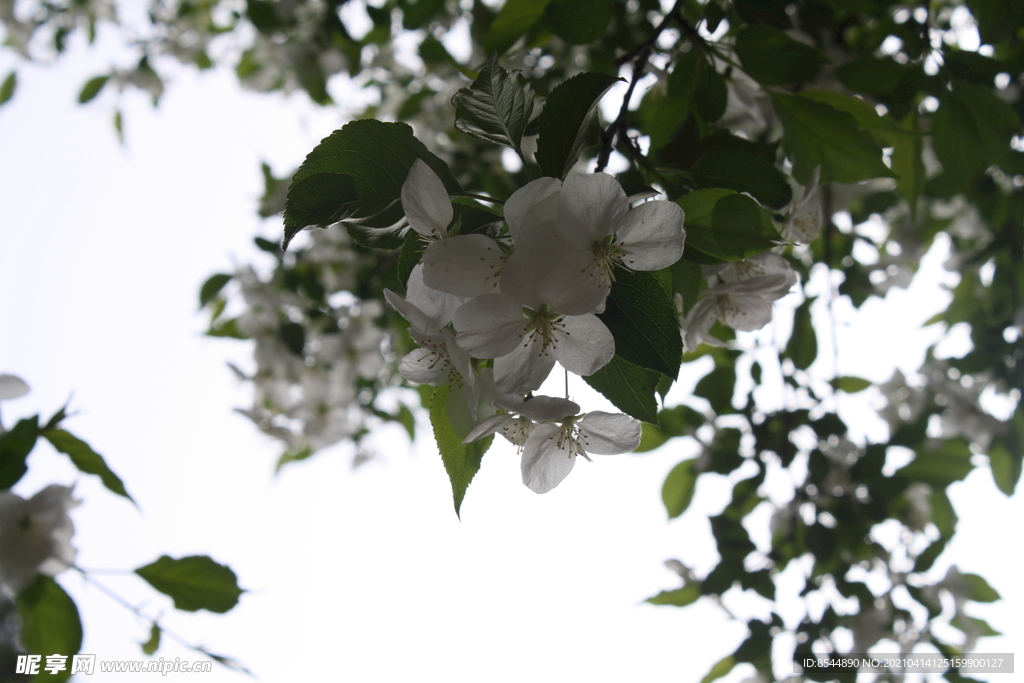 春天 自然 白色的花朵
