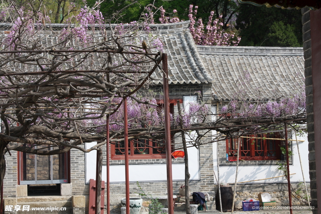普照寺 紫藤