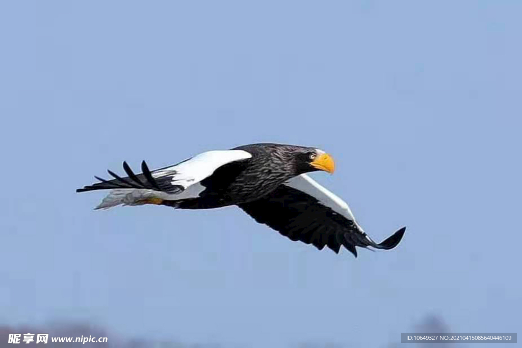 海雕 海鳥  飛雁