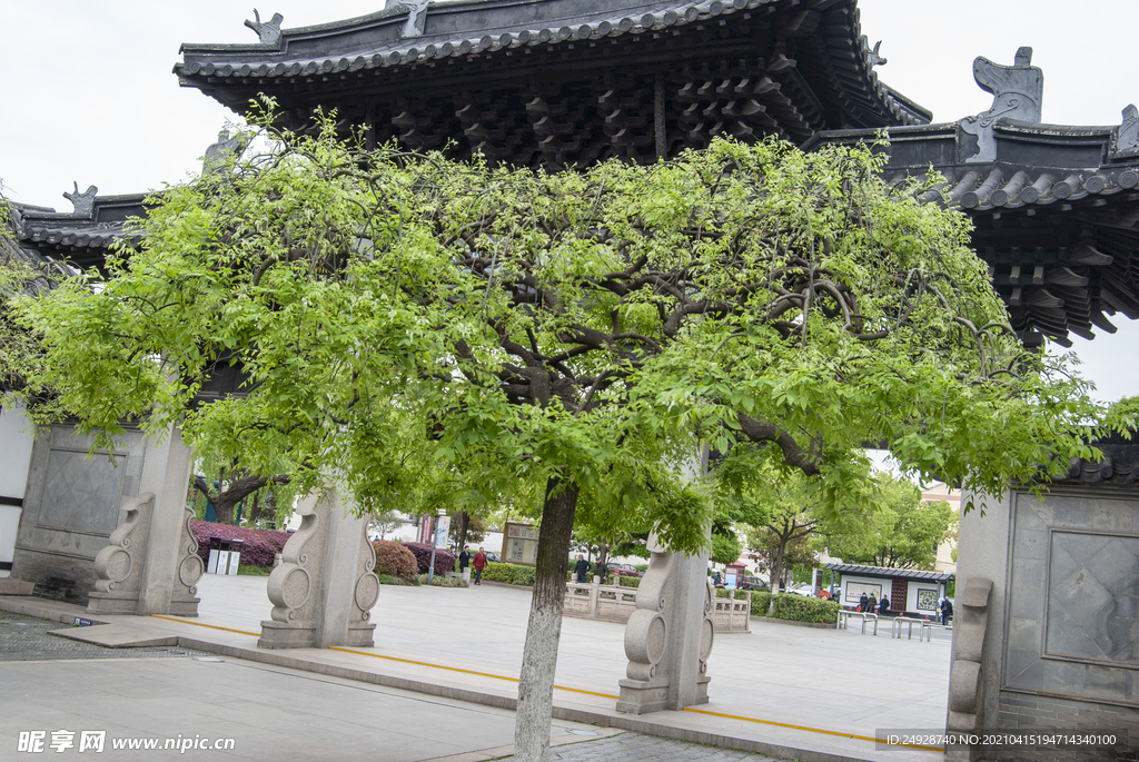 綠植