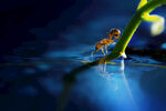 蚂蚁水面
