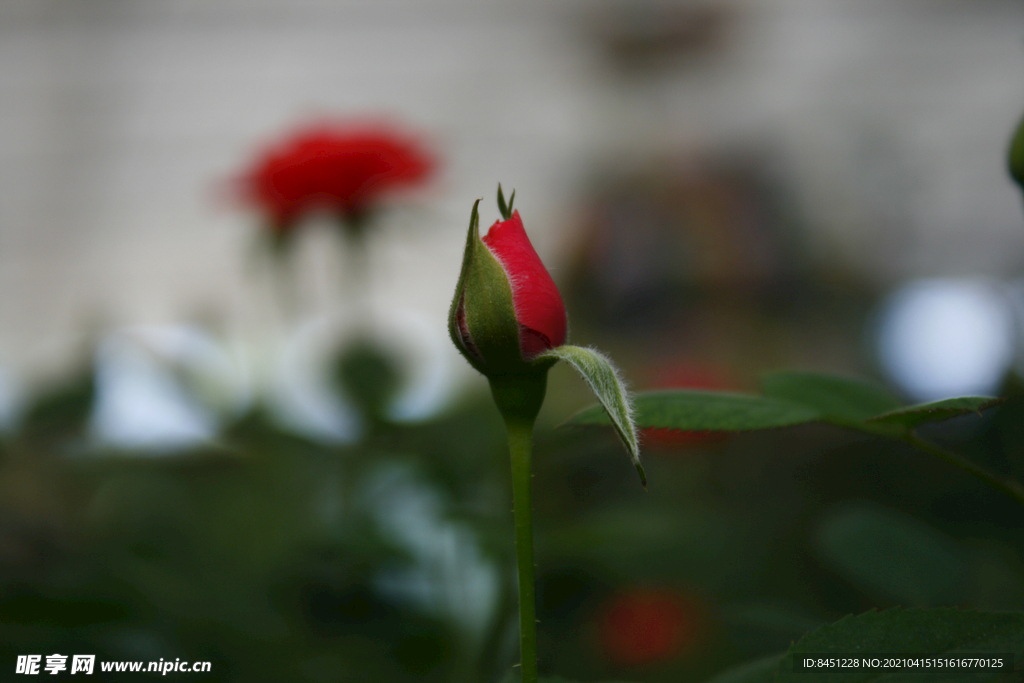 玫瑰花苞